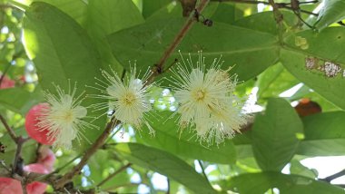 Çiftliklerdeki guava çiçekleri, doğal duvar kağıtları. 