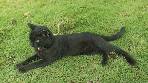 Gato Negro Hierba Jardín — Foto de Stock