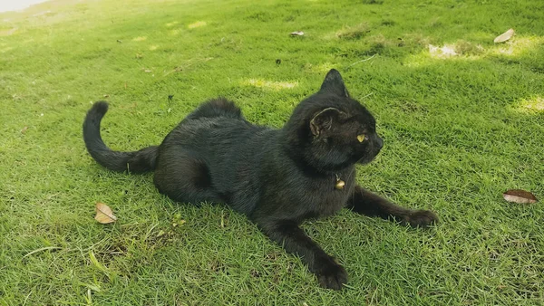 Parkta Çimlerin Üzerinde Yatan Siyah Kedi Yavrusu — Stok fotoğraf