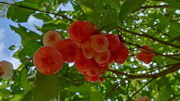 Ağaçta Kırmızı Guava Suyu — Stok fotoğraf