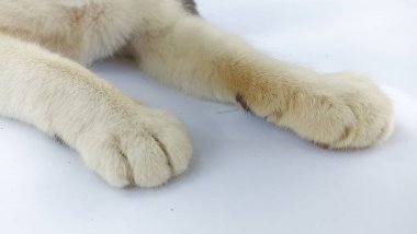 Beyaz ve siyah pençelerin yakın çekimi 