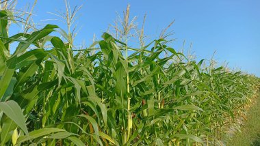 Bahçesinde mavi gökyüzü olan mısır tarlası