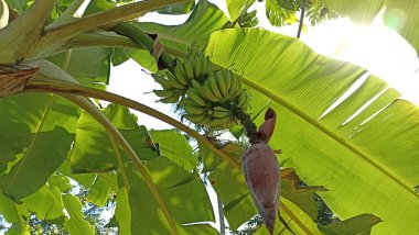 Yeşil yapraklı muz ağacı 
