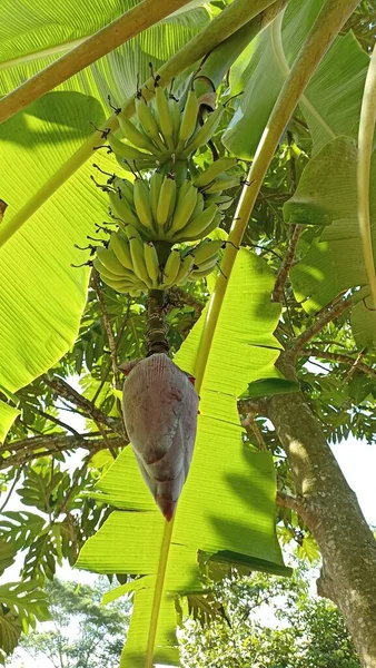 Πράσινη Μπανάνα Καλλιεργεί Φυτείες — Φωτογραφία Αρχείου