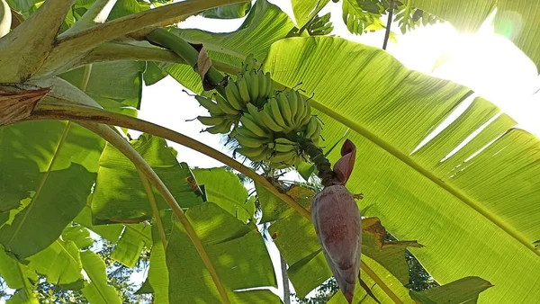 Μπανάνα Πράσινα Φύλλα — Φωτογραφία Αρχείου