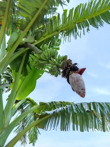 Μπανάνα Δέντρο Στο Αγρόκτημα Μπανάνα — Φωτογραφία Αρχείου