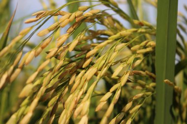 Altın çeltik pirincini kapatın.