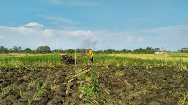 Endonezya 'da pirinç tarlası işleten traktörlü çiftçi. 