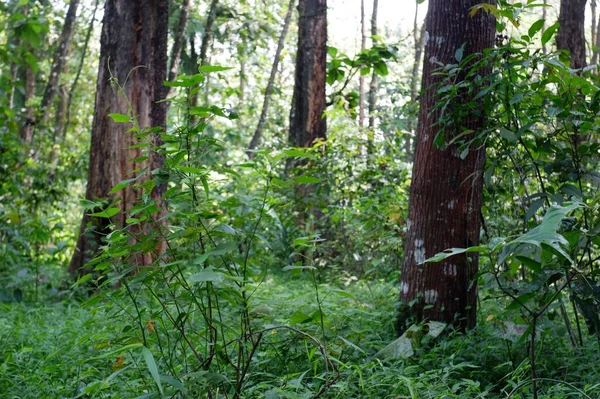 Lesy Lesy Nature — Stock fotografie