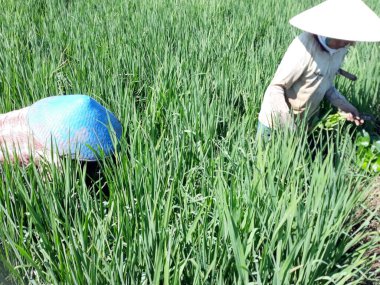 the farmer working at field, petani indonesia sedang bekerja di sawah, perempuan mencabut rumput matun di sawah, saat umur tanaman sekitar satu dua bulan biar tanaman tidak terlalu tinggi, dan pertumbuhan tanaman jadi sehat dan cepat, 