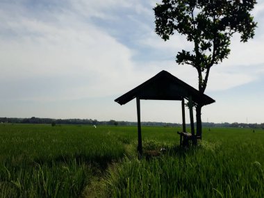 Endonezya 'daki pirinç tarlası.