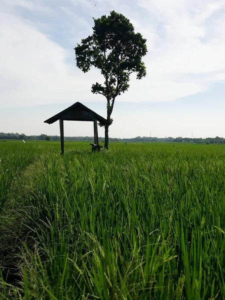 Campo Arroz Indonesia — Foto de Stock