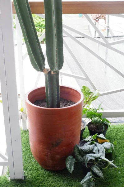Potted Cacti Plants Restaurant Interior — Stock Photo, Image