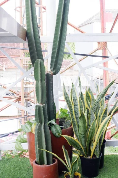 Piante Cactus Vaso All Interno Del Ristorante — Foto Stock
