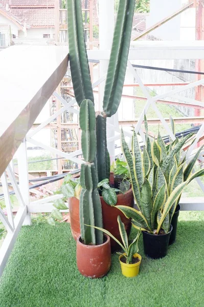 Potted Cacti Plants Restaurant Interior — Stock Photo, Image