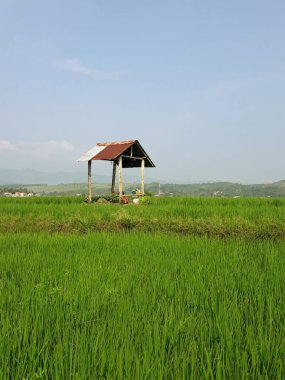 Pirinç tarlası ilginç görünüyor.
