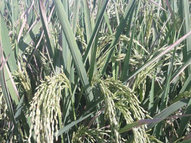 Bahçedeki pirinç bitkisi 