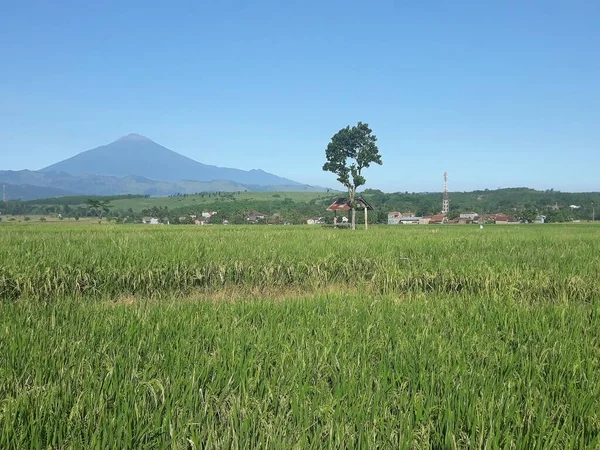 Rice Fields Morning Indonesia — Stock Photo, Image