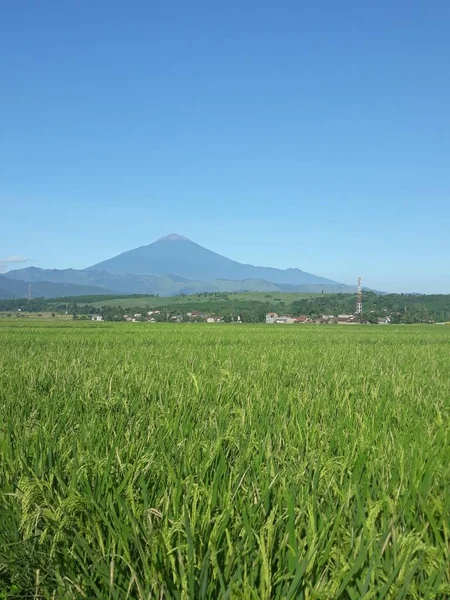 Campo Arroz Verde Con Cielo Azul Japón — Foto de Stock