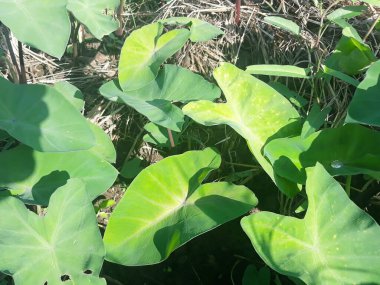 bir bitkinin yeşil yaprakları 