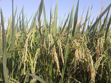 Mavi gökyüzü ile yeşil çimen alanı, tarım, doğa ve çevre kavramı 