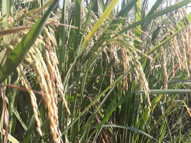 yeşil çeltik tarlası ve pirinç 