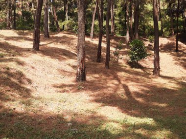 Ağaçları ve yeşil otları olan güzel bir manzara. 