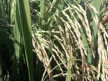 yeşil pirinç tarlada 