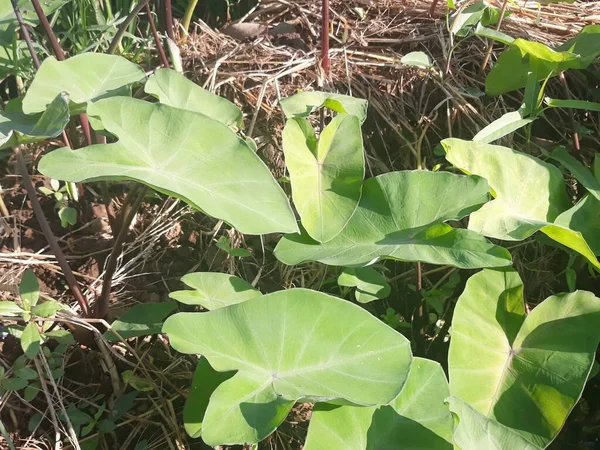 stock image green leaf of the plant in the garden 