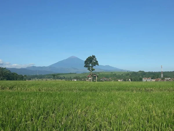 Yeşil Tarlalı Pirinç Terasları — Stok fotoğraf