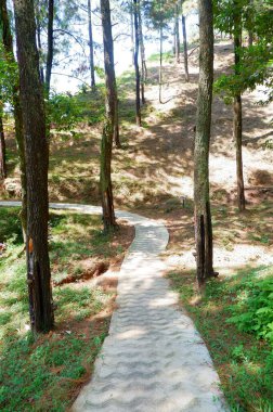 Parktaki yeşil ağaçlar 