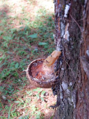 the tree is a tree in a forest , pohon pinus diambil getahnya, getah pinus, untuk dibuat minyak industri. Nampak pohon yang di sayat, getah diberi wadah plastik atau batok kelapa. menetes seperti kristal berwarna putih, berbau menyengat