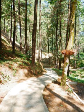 Parktaki tahta patika. 