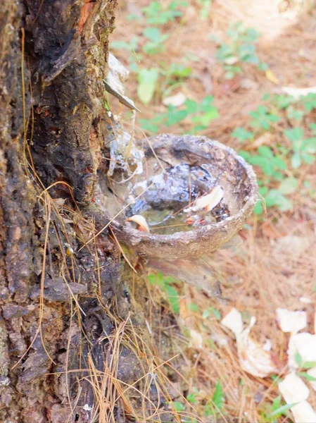 tree roots in nature , pohon pinus diambil getahnya, getah pinus, untuk dibuat minyak industri. Nampak pohon yang di sayat, getah diberi wadah plastik atau batok kelapa. menetes seperti kristal berwarna putih, berbau menyengat