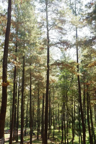 Beautiful Autumn Forest Trees Pohon Pinus Diambil Getahnya Getah Pinus — 스톡 사진