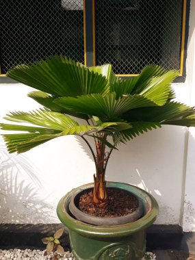 Bahçedeki yeşil bitki 