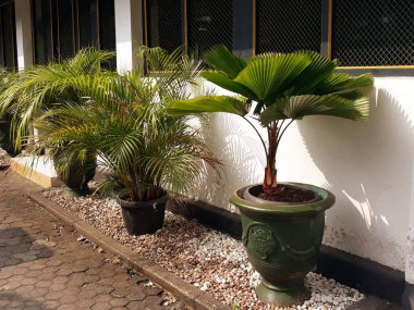 Evin bahçesinde güzel bir palmiye ağacı manzarası. 