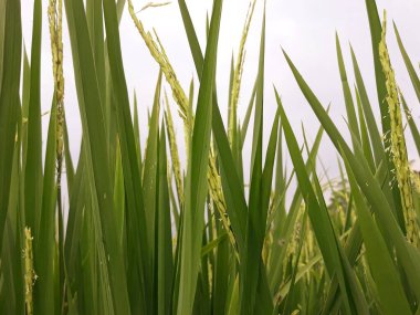Yazın yeşil buğday tarlası 