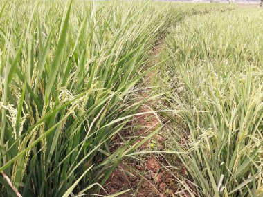 Yeşil pirinç tarlası, bitki örtüsü ve doğa 