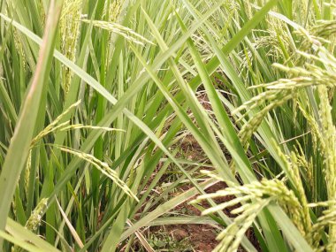 Kırsalda pirinç tarlası 