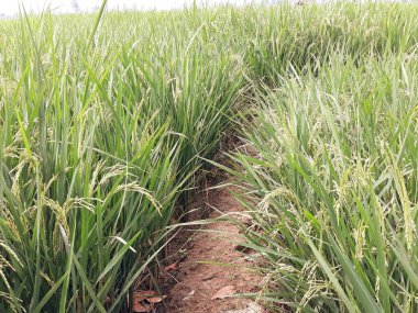 Sabah pirinç tarlası 