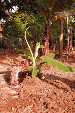 Bahçede yeşil muz bitkisi 