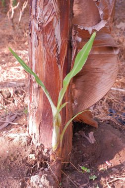 Genç bir ağaçta filizlenen 
