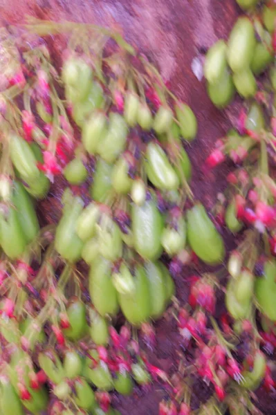 시장에 과붉은 열매들 — 스톡 사진