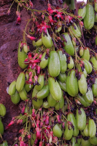 Primer Plano Frutas Frescas Maduras —  Fotos de Stock