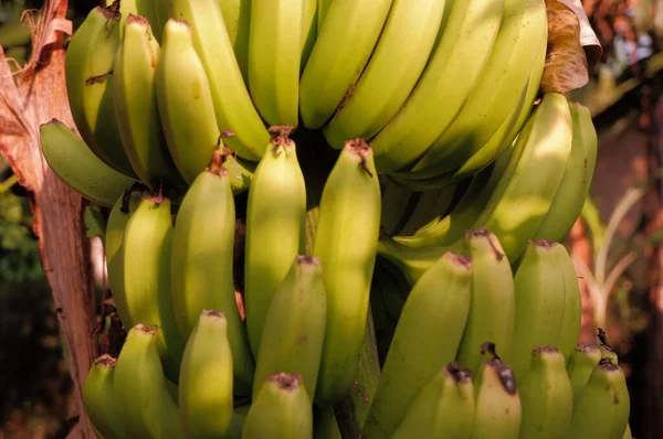 Bananer Som Hänger Trädet — Stockfoto