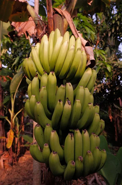 Planta Plátano Jardín —  Fotos de Stock