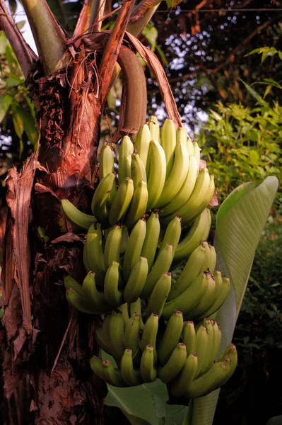 Plátano Verde Árbol —  Fotos de Stock