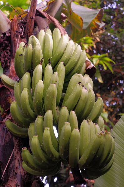 Plátanos Jardín —  Fotos de Stock