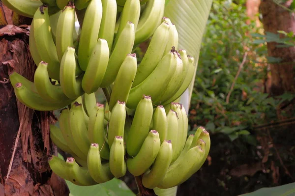 Racimo Plátanos Árbol —  Fotos de Stock